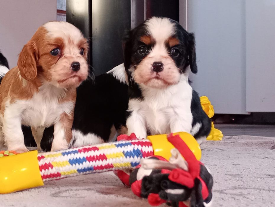 Cavalier king charles spaniel szczenię