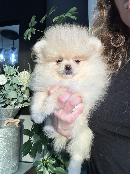 Lulu da pomerânia Fêmea com LOP, pronta para entrega