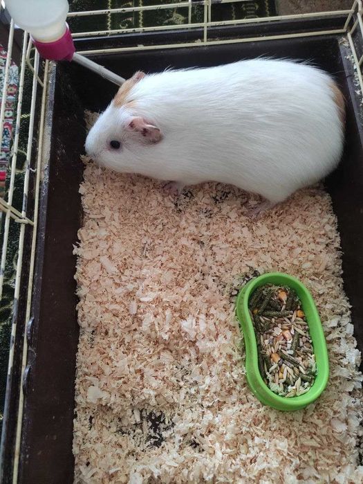 Продам морську свинку разом з кліткою.