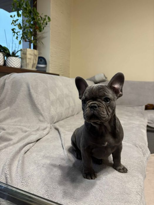 Buldog Francuski suczka niebieska Elza rodowód