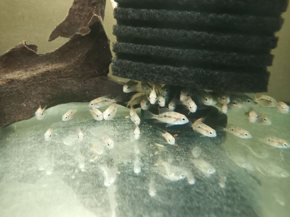 Thorichthys Ellioti pielęgnica eliota