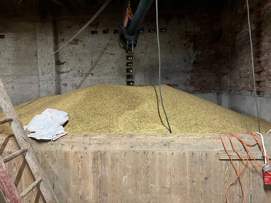 Sprzedam owies zbiór 2025 po C1