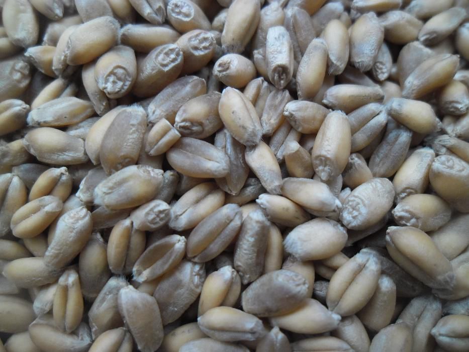 Łubin.żyto jare.owies.nostrzyk.seradela..pszenżyto jare.rzodkiew.face