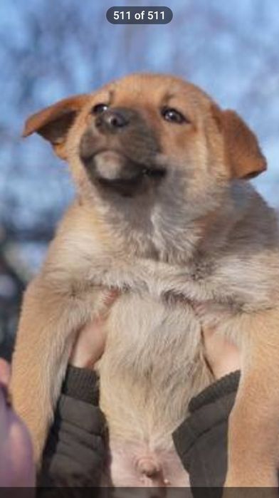 хлопчик безкоштовно