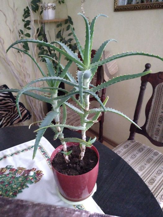 Kwiat aloes leczniczy