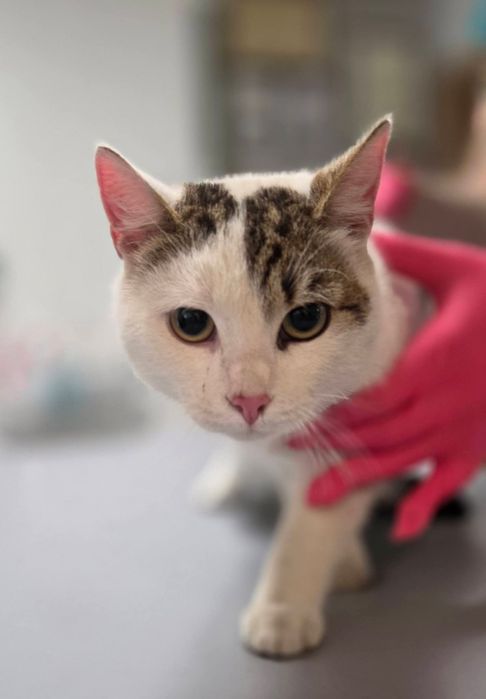 Max i Czaruś dwupak do adopcji