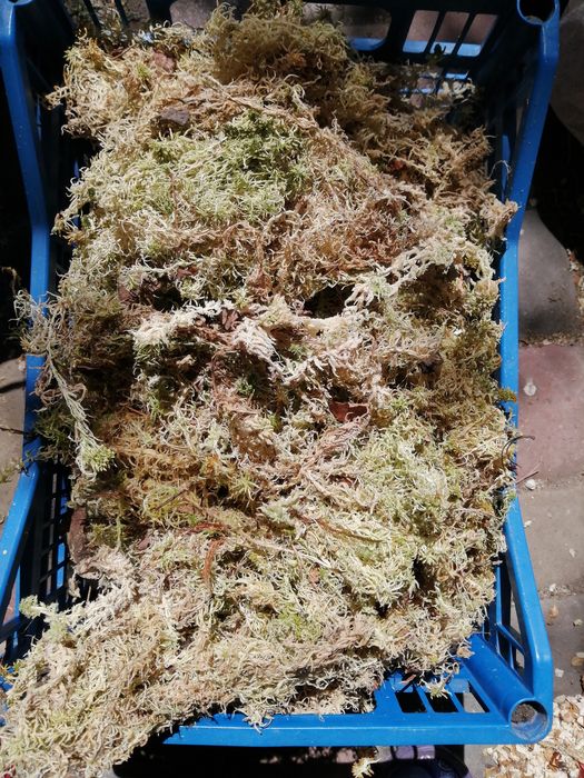 Мох сфагнум. Сухий. 1 л 10 грн з мусором.