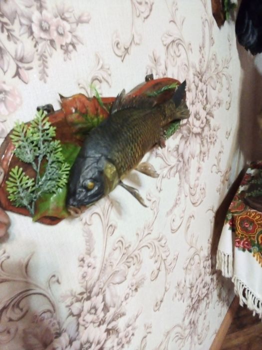 Продам чучало коропа