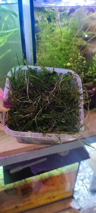Roślina guppy grass najas guadelupensis duża ilość