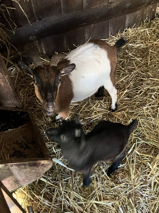Casal cabras anas