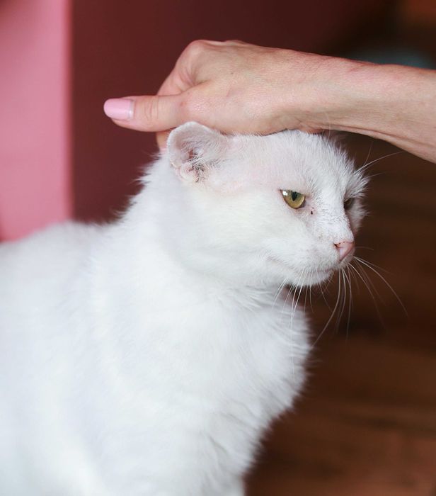 Cudowny Kocurek szuka domu. Fiv+