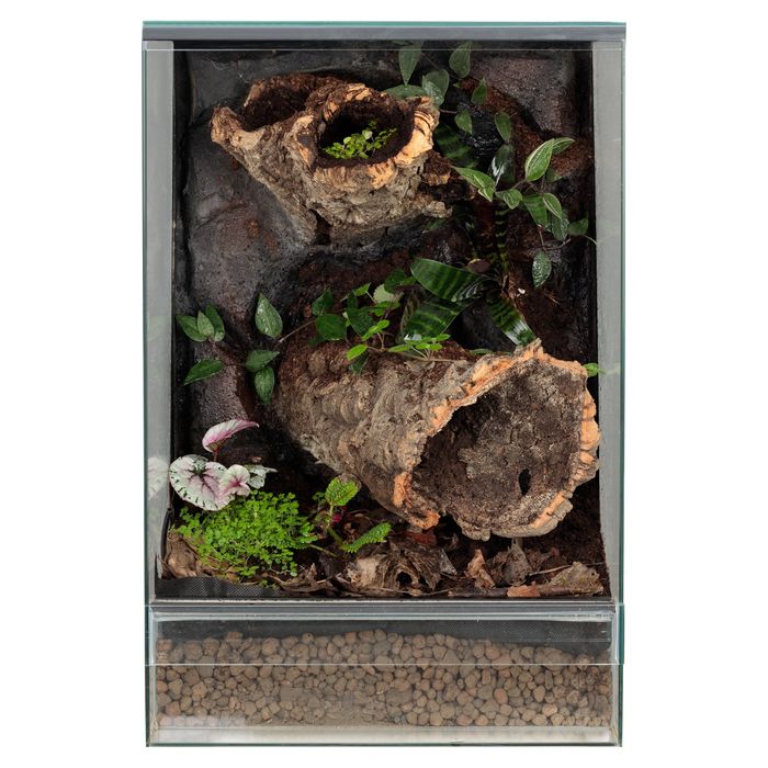 Szklane terrarium gekon orzęsiony