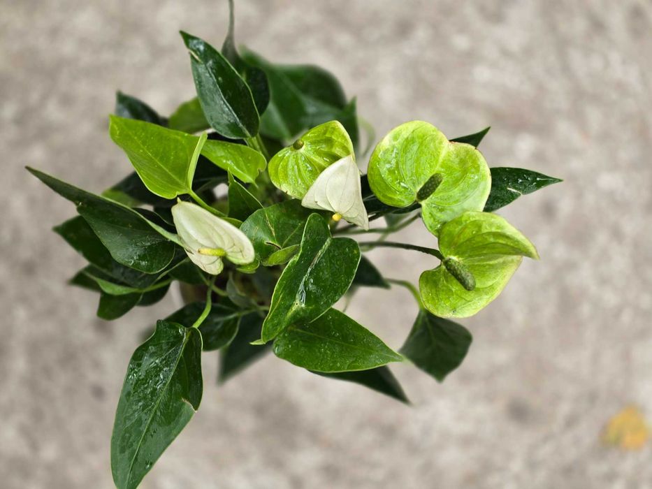 Антурiуми укорiненнi, шикарнi!