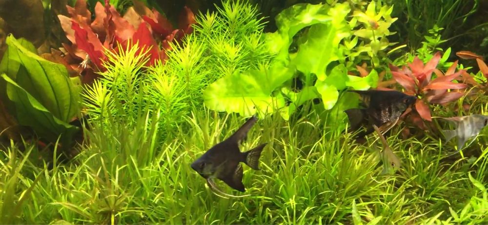 Podłoże czarne do akwarium,10 kg, gran 2mm, jak Black Earth, pasywne