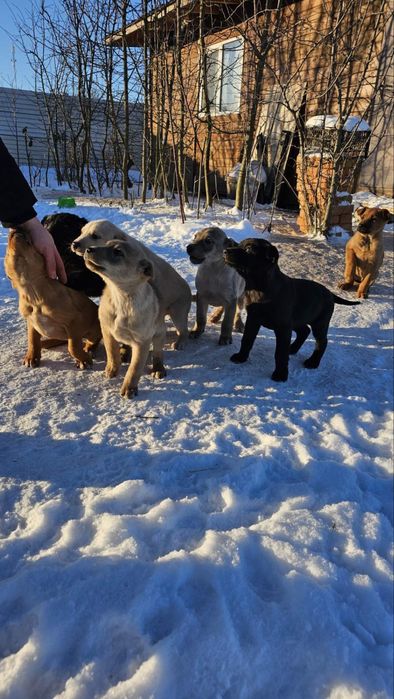 Терміново цуценята в добрі руки 2-3 місяці