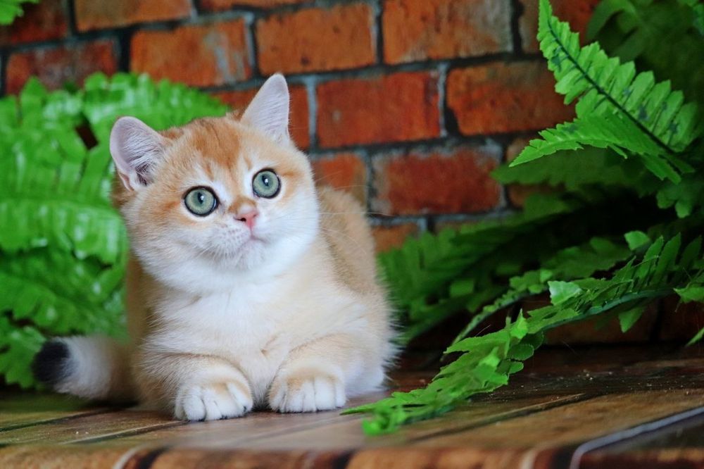 Неймовірно гарний хлопчик золота шиншила