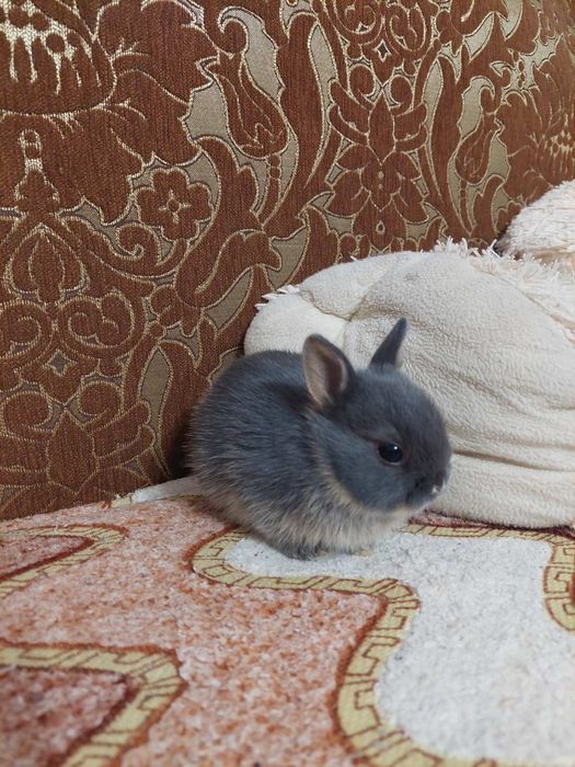 Декоративні нідерландські кролики