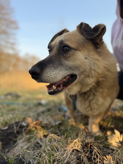 Spokojny samiec czeka na dom