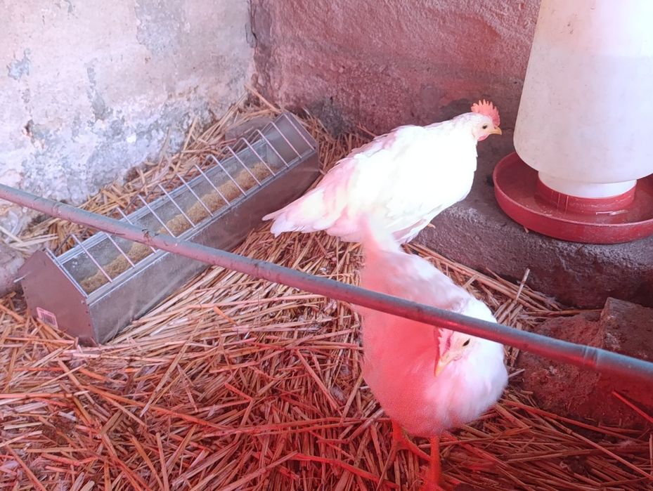 Galos leghorn com 1 mês e meio