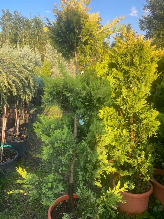 Formy Bonsai jalowiec ostrokrzew cyprysik