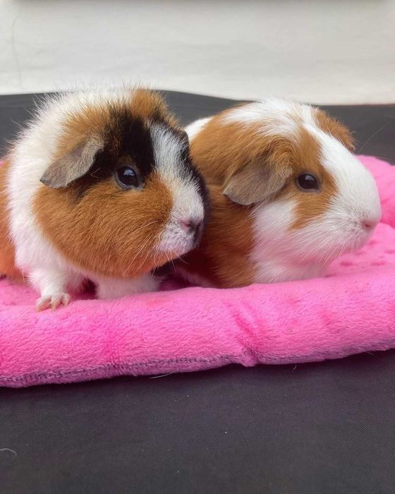 Морская свинка Нормал, гладкошерстные поросята