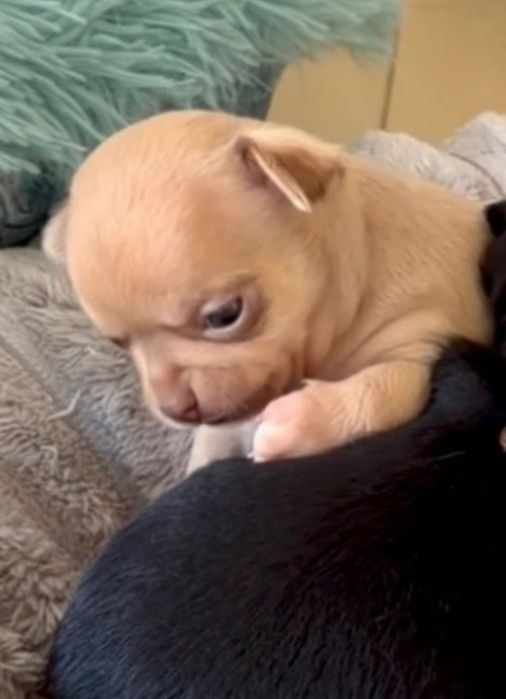 Chihuahua chłopiec mini
