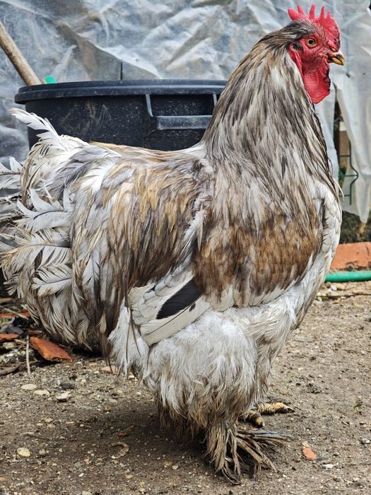 Galo cochin gigante