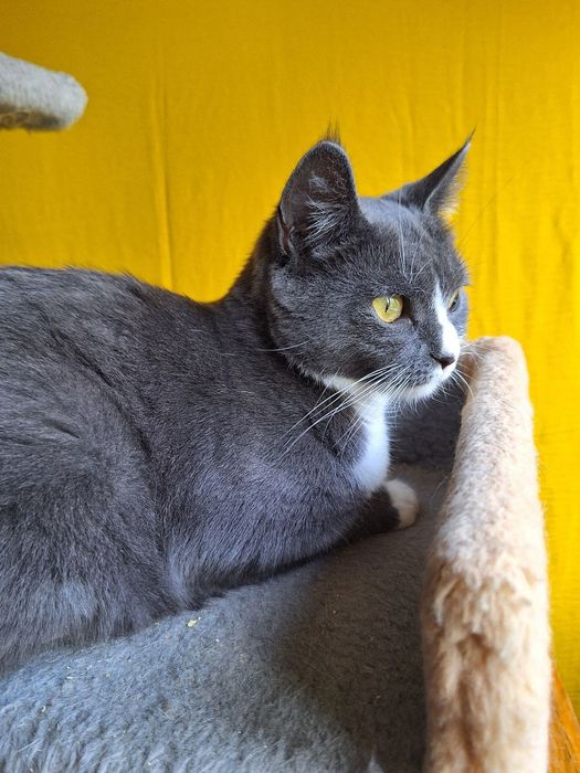 Стерилизованная пепельная кошка (1год) ищет дом! Отдам в хорошие руки!