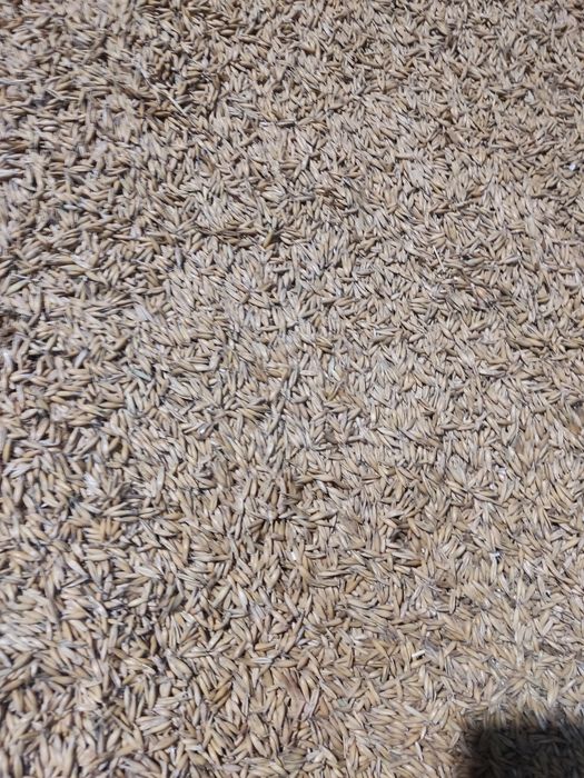 Owies jary Bingo  2025