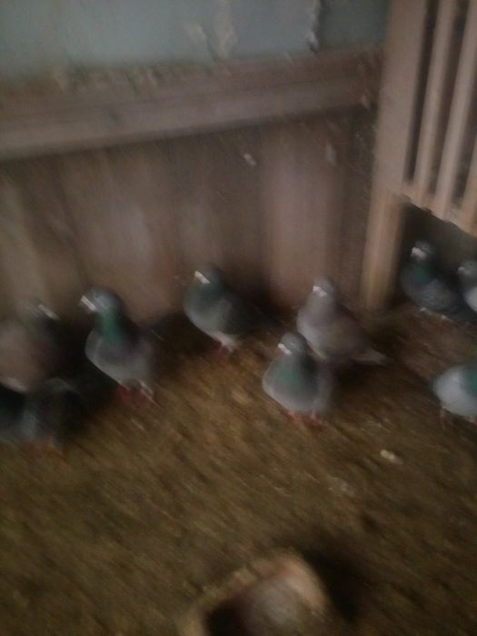 Sprzedam gołębie pocztowe