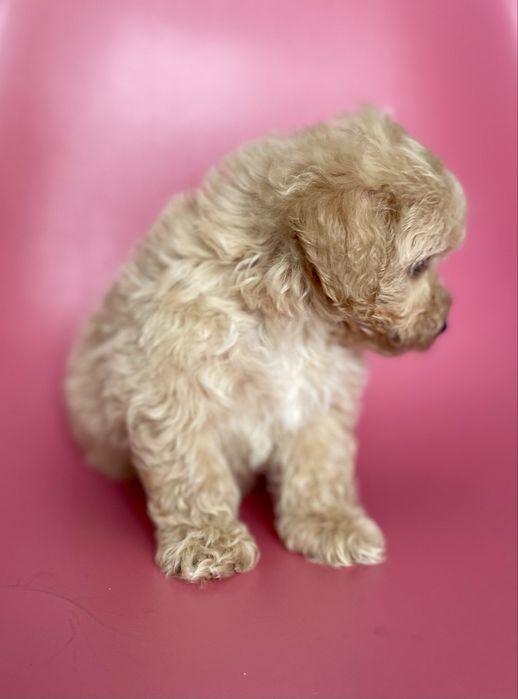 Maltipoo f1•sunia
