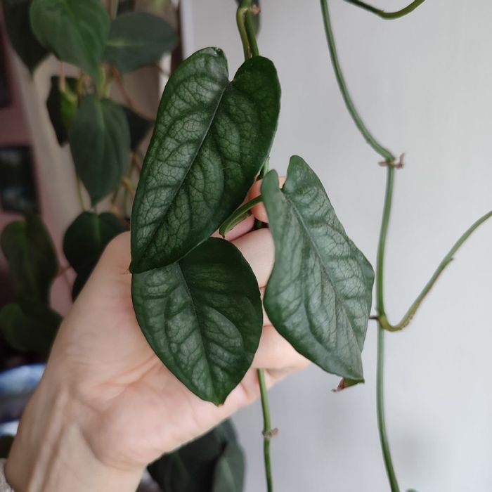 Продаж рослин, кімнатні рослини