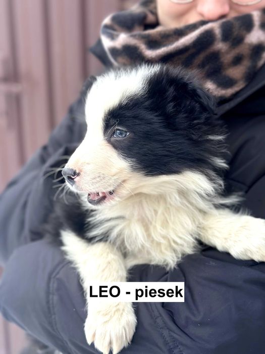 Border Collie szczenięta