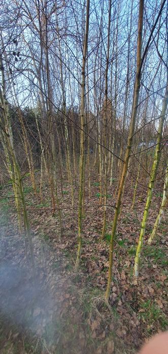 Brzoza 3,5 - 6,5m !!! plantacja