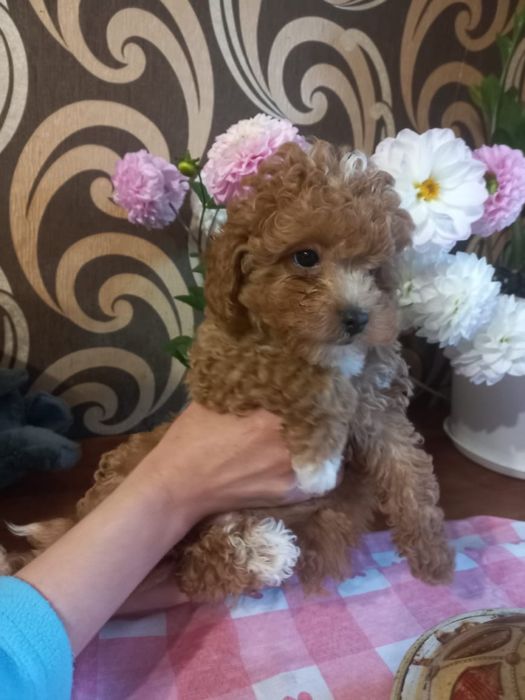 Хлопчик мальтіпу,2,5 міс