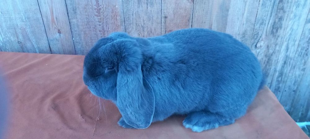 Samiec Baran Niebieski