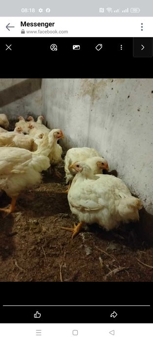 Бройлер домашній