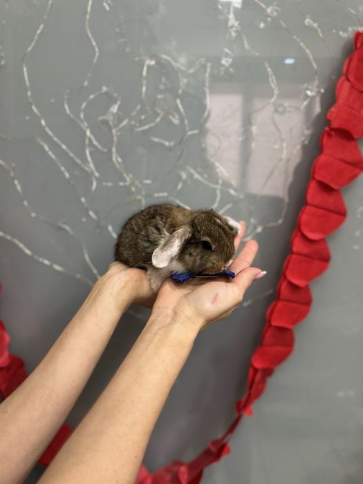 Маленький кролик