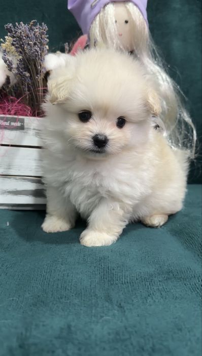 Дизайнерские щенки Pomapoo в продаже