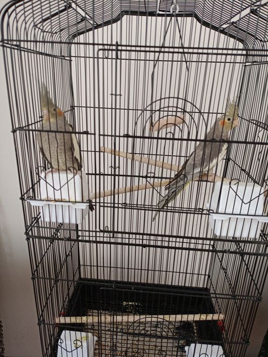 Papugi nimfy z 10 września tego roku