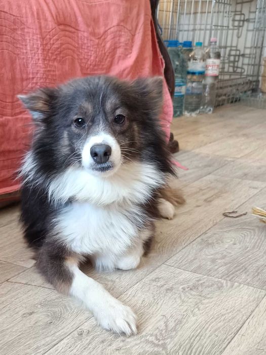 Пес Дюк шукає родину