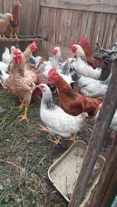 Продам молодих півнів