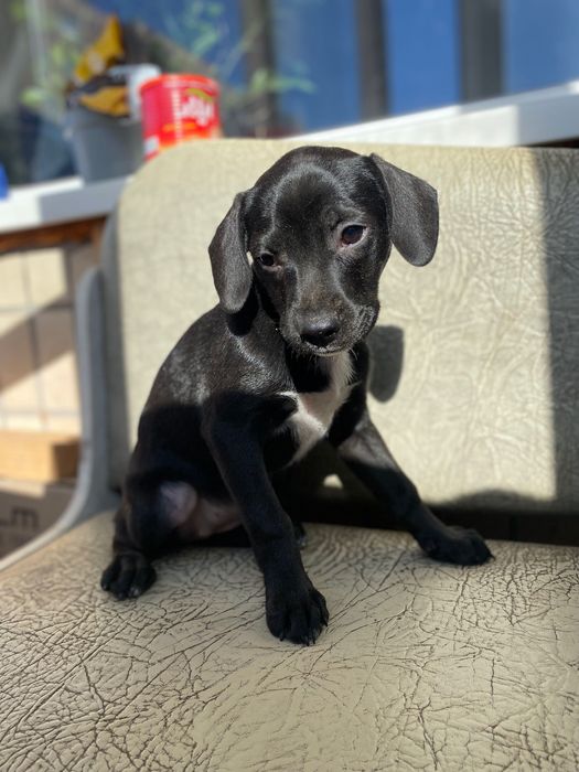 Собачка для дому