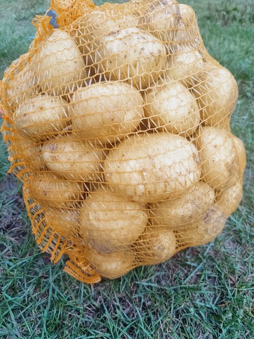 Ziemniaki jadalne odmiana Denar worki 15 kg