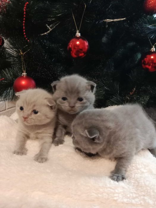 Бронювання шотланських котиків