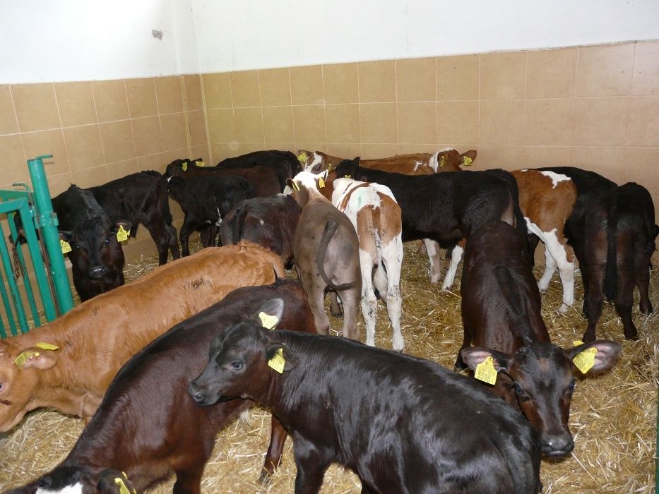 Jałówki MM HF NCB Waga 55-90 KG Polskie Duży wybór