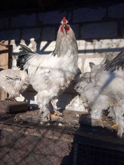 Інкубаційні яйця курей породи Брама Світла.Півня продам 11міс.