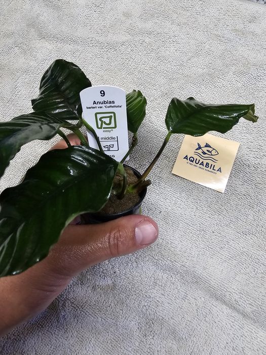 Anubias echinodouros entre outras plantas para aquário