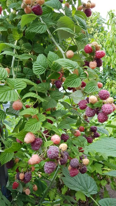 Голубика , .Жимолость канадская ,Малина, Ежевика . Голубика: 120 грн ...