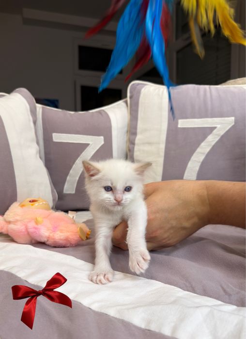 Ragdoll kocieta Rodowód FPL